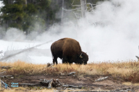 Bison d'Amérique