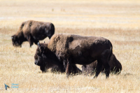 Bison d'Amérique