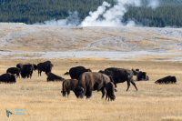 Bison d'Amérique