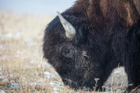 Bison d'Amérique