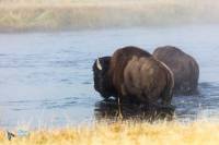 Bison d'Amérique