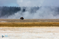 Bison d'Amérique