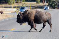 Bison d'Amérique