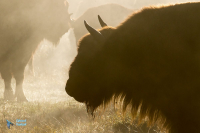 Bison d'Europe