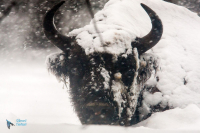 Bison d'Europe