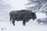 Bison d'Europe