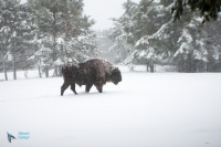 Bison d'Europe