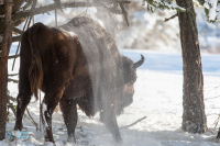 Bison d'Europe