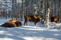 Bison d'Europe