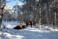 Bison d'Europe