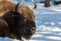 Bison d'Europe