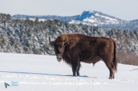 Bison d'Europe