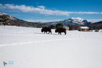 Bison d'Europe