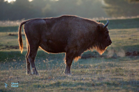 Bison d'Europe