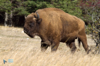 Bison d'Europe