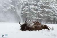 Bison d'Europe