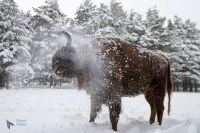 Bison d'Europe