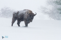 Bison d'Europe