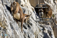 Bouquetin des Alpes. Femelle