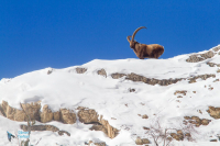 Bouquetin des Alpes.