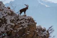 Bouquetin des Alpes.