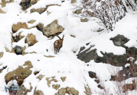 Bouquetin des Alpes.