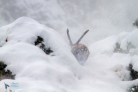 Bouquetin des Alpes.