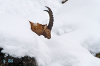Bouquetin des Alpes.
