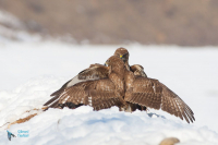 Buse variable