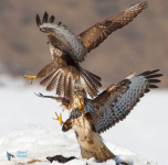 Buse variable
