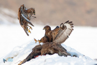 Buse variable