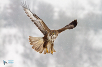 Buse variable
