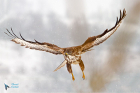 Buse variable