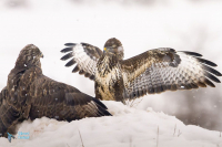 Buse variable