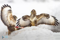 Buse variable