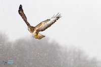 Buse variable