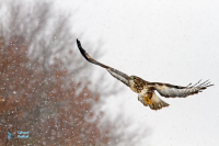 Buse variable