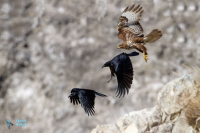 Buse variable