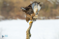 Buse variable