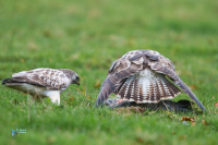 Buse variable