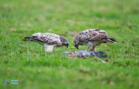 Buse variable