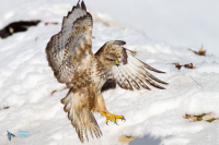 Buse variable