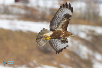 Buse variable