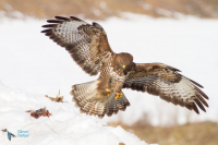 Buse variable