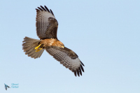 Buse variable