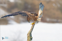 Buse variable