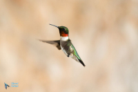 Colibri à gorge rubis