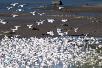 Oies des neiges