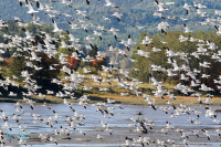 Oies des neiges