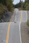 route toboggan pour renard.